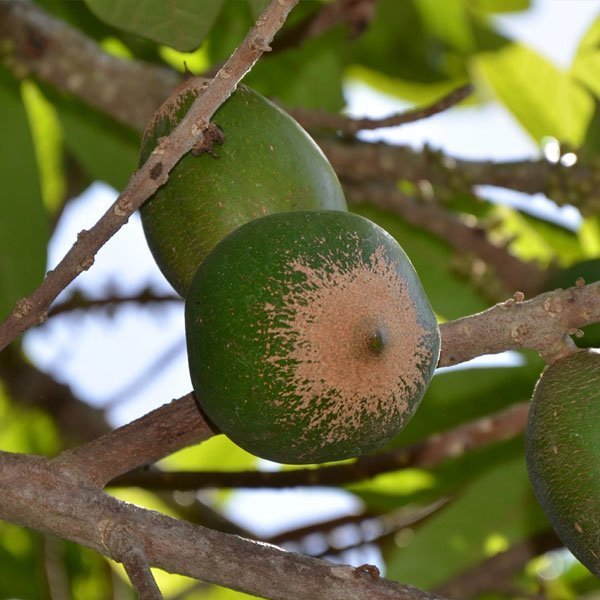 Green Sapote (લીલું સપોટા)